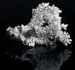 white coral