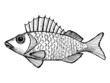 ruffe