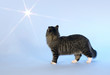 cat and light