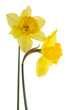 Jonquil flowers
