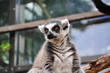 Katta (Lemur catta)