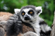 Katta (Lemur catta)