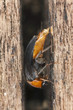 Foto: Mordellochroa abdominalis laying eggs, extreme close-up Mordellochroa abdominalis laying eggs, extreme close-up