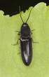 Foto: Athous click beetle on leaf, macro photo Athous click beetle on leaf, macro photo