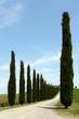 Foto: Tuscan Cypress trees Tuscan Cypress trees
