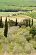 Foto: Olives in Tuscany Olives in Tuscany