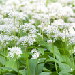 ramsons