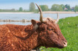 Photo: Highland cattle with flies on its head rubbing its neck to a woo Highland cattle with flies on its head rubbing its neck to a woo