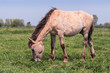 Photo: Grazing Konik horse Grazing Konik horse