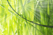 fresf grass with water drops