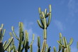 Euphorbia canariensis