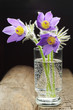 Pasque-flower in a glass