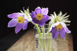 Pasque-flower in a glass cloceup
