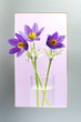Violet pasque-flowers in a frame