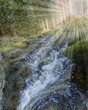 a river in forest