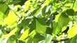 Game of light on foliage of a tree