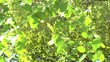 Reflection of branches of trees on a surface of water