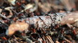 group of ants, working at their anthill.