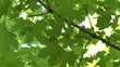 Game of light on foliage of a tree
