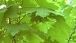 Game of light on foliage of a tree