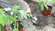 Tomaten auspflanzen
