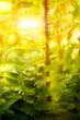 Photo: Fern plant Fern plant