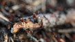 A group of ants, working at their anthill.