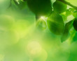Photo: Spring apple leaf background Spring apple leaf background