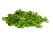 bio feldsalat