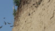 Sand Martin active breeding colony ...(Riparia riparia)