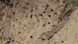 Sand Martin active breeding colony ...(Riparia riparia)