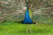 Photo: Blauer Pfau Blauer Pfau