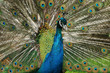 Blauer Pfau balzt