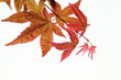 Photo: 野村紅葉の新芽 野村紅葉の新芽