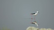 Black-winged stilt