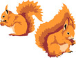 eurasian red squirrel