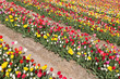 Photo: Field of beautiful colorful tulips in the Netherlands Field of beautiful colorful tulips in the Netherlands