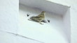 Sparrow sitting in the niche of the wall.