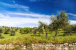 Red flowers and olive tree at spring