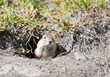 Photo: Ground squirrel Ground squirrel
