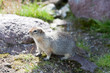 Photo: Ground squirrel Ground squirrel