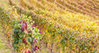 Photo: Italian Vineyard Italian Vineyard