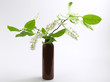 Bird cherry in vase