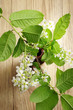 Bird cherry branch