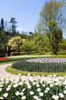 Photo: Tulips garden Tulips garden