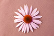 The camomile flower