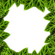 Illustration: green leaves frame on white background green leaves frame on white background