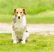 Photo: Collie mix sitting Collie mix sitting
