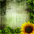 green leaves frame and sunflower  on wooden background