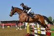 horse jumping